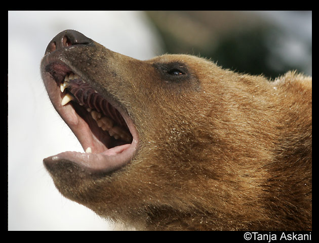 Wolfsliebe - Begegnung mit Zoltán Horkai